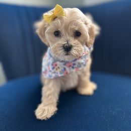 Lemon - Cream female Cavapoo puppy in West Haven, Utah from Harper Haven Cavapoos & Doodles