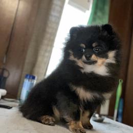 Pomeranian Puppies from Silver’s Reigning Heir Poms