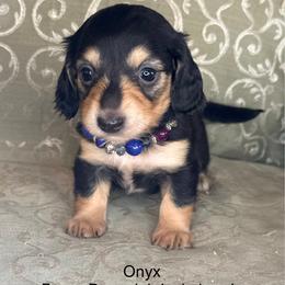 Onyx - Black and cream female Dachshund puppy in Lexington, Oklahoma from BooneDox Miniature Dachshunds
