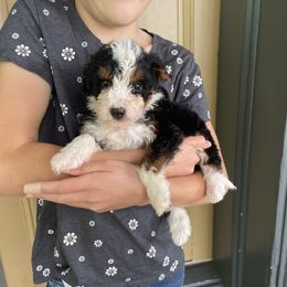 Nessa - Tri-color female Bernedoodle puppy in Lancaster, Pennsylvania from Homestead Bernedoodles
