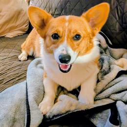 Floki - Pembroke Welsh Corgi