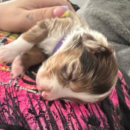 Stevie - Red merle female Miniature Australian Shepherd puppy in Reno, Nevada from Battle Born Mini Aussies