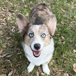 American Corgis and Australian Shepherds from RussKris Farms Aussies