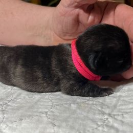 Pink - Pug puppy from Kismet Kennels, Exclusively Pugs