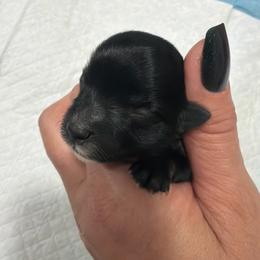 Celie - Black female Morkie puppy in Winston Salem, North Carolina from Patty’s Paws