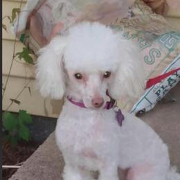 Angel - Poodle