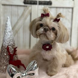 Ireland - Liver female Shih Tzu puppy in Glens Falls, New York from Shih Tzus N Giggles