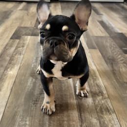 Mickey - Black and tan male French Bulldog puppy in Stanchfield, Minnesota from Sunshine's French Bulldogs