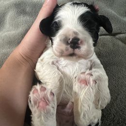 Cocker Spaniel Puppies from Abundance of Joy LLC
