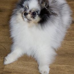 Journey - Pomeranian