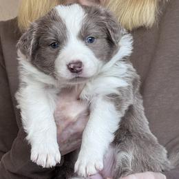 25R Orange Collar - Lilac female Border Collie puppy in Mariposa, California from Team Reeves Ranch