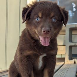 Hershey - Red tri female Toy Australian Shepherd puppy in Mountain Home, Idaho from LJK Boxers & Toy Aussies