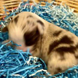 Cinnamon. - Red merle male Miniature Australian Shepherd puppy in Nashville, Tennessee from Little B’s Aussies
