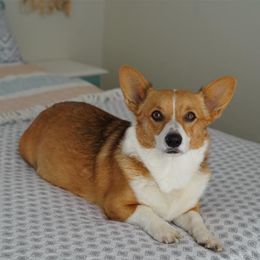 Biscuit  - Pembroke Welsh Corgi