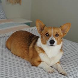 Biscuit  - Pembroke Welsh Corgi
