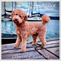 Sailor - Goldendoodle