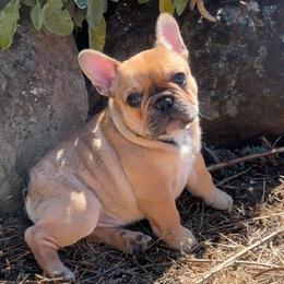 Kabuki - Fawn male French Bulldog puppy in Redway, California from Lost Coast French Bulldogs