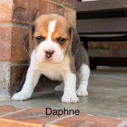 Daphne - Black tan and white female Beagle puppy in Mansfield, Missouri from Rippee Creek Kennel