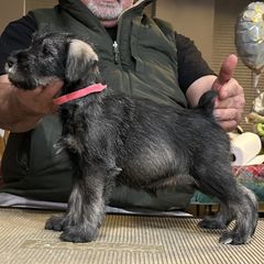 Girl 4 - Standard Schnauzer puppy from Nordic Sky- Standard Schnauzers