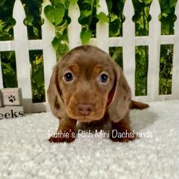 Mocha - Chocolate and tan female Dachshund puppy in Lakeland, Florida from Ruthie’s Rich Mini Dachshunds