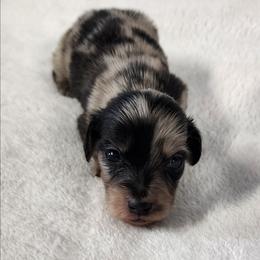 Ruby - Dapple female Dachshund puppy in Anaconda, Montana from Williams Family Dachshunds