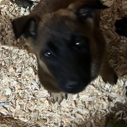 Ryker - Gold brindle female Dutch Shepherd puppy in Sierra Vista, Arizona from KnightWatch K-9