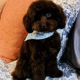 Dakota - Poodle