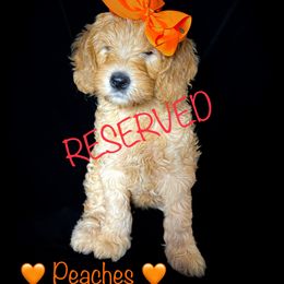 Double Doodle and Goldendoodle Puppies from Patterson Doodles