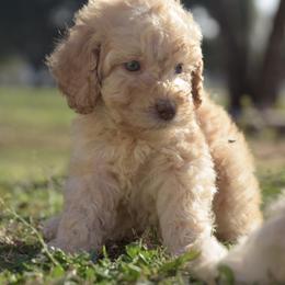 Labradoodle Puppies from I Love U Back Labradoodles