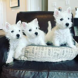West Highland White Terrier Puppies from Elvador West Highland White Terriers