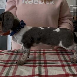 Leroy - Dachshund