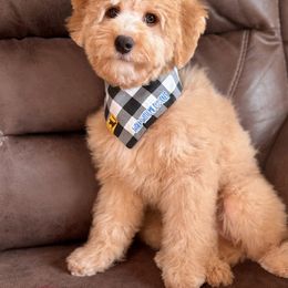 Australian Labradoodle, Bernedoodle, Cavapoo, and Poodle Puppies from Walk with Me Doodles