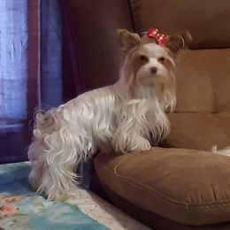 Diamond - Yorkshire Terrier