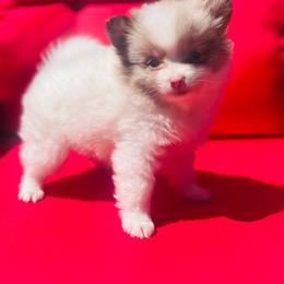 Yuengling - Chocolate merle male Pomeranian puppy in Buck Valley, Pennsylvania from Buck Valley Pomeranians