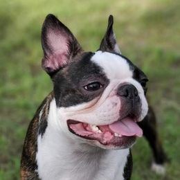 Beans - Boston Terrier