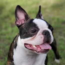 Beans - Boston Terrier
