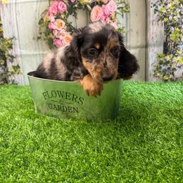 Darius - Dapple male Dachshund puppy in Lakeland, Florida from Cynthia’s Royal Dachshunds