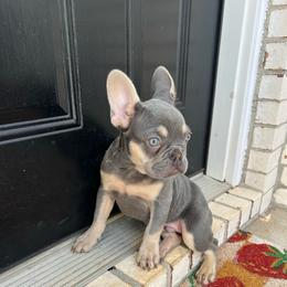 Pink boy - Black and tan male French Bulldog puppy in Dawsonville, Georgia from Baros Kennel