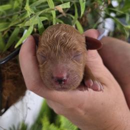 Mowgli - Red  male Goldendoodle puppy in Decatur, Tennessee from Diamond's Doodles