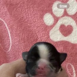 Mabel - Merle female Chihuahua puppy in Brooklyn, Connecticut from Ladybug Chihuahuas