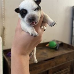Mirror - Blue speckled female Australian Cattle Dog puppy in Ellensburg, Washington from Boondock Bandits
