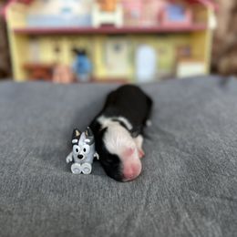 Muffin - Black tri female Miniature Australian Shepherd puppy in Queen Creek, Arizona from Arizona Aussies