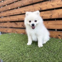 Winter - White female Pomeranian puppy in San Antonio, Texas from San Antonio Pomeranian