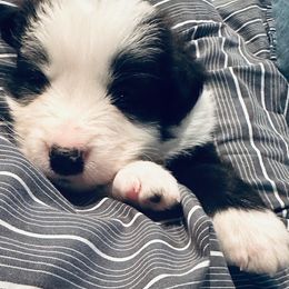 Border Collie Puppies from Stellar Kennels