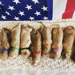 Aussiedoodle and Goldendoodle Puppies from Jackson County Doodles