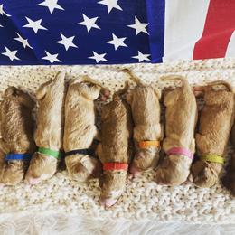 Aussiedoodle and Goldendoodle Puppies from Jackson County Doodles