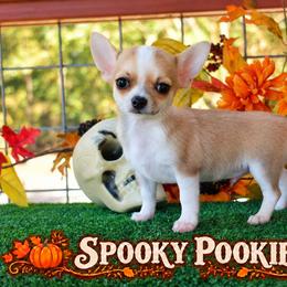 Spooky Pookie - Fawn and white male Chihuahua puppy in Demorest, Georgia from Sourpatch Chihuahuas