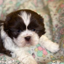 Phillip - Liver and white male Shih Tzu puppy in Bradley, South Carolina from Katie’s Kennel