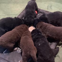 Newfoundland Puppies from Pete’s Newfies