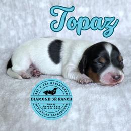 TOPAZ - Piebald male Dachshund puppy in Columbia, Louisiana from Diamond 5R Ranch AKC & CKC Miniature Dachshunds